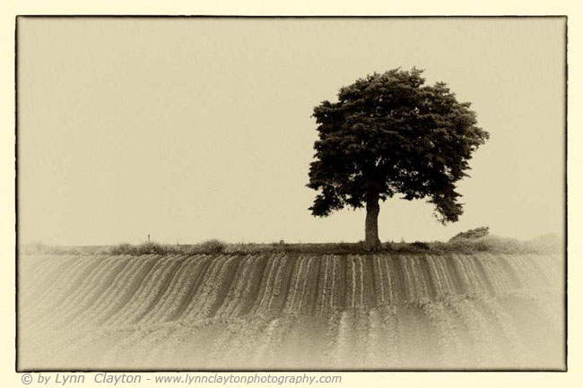 Rural Tree